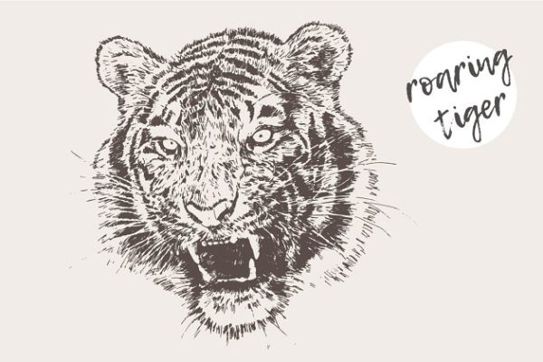 老虎素描剪贴画 Illustration of a roaring tiger
