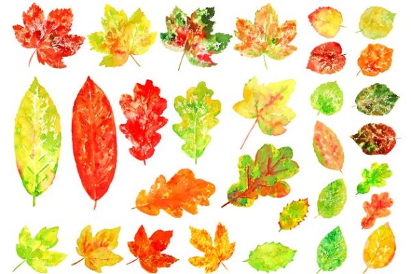 水彩多彩树叶剪贴画 Watercolor Colorful Leaves Clipart