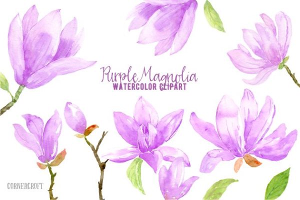 紫玛瑙色彩花卉水彩剪贴画 Watercolor Purple Magnlia