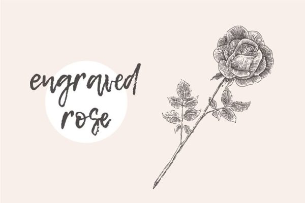 送人玫瑰手留余香意境素描图形 Illustration of a rose flower