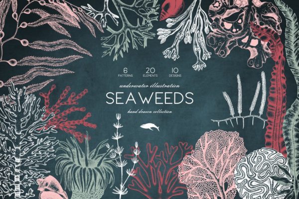海藻珊瑚矢量插画合集 Vector Seaweeds &amp; Corals Set