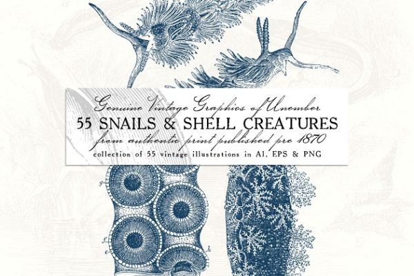 55款蜗牛和贝壳动物复古风插画 55 Snails and Shell Creatures Illus.