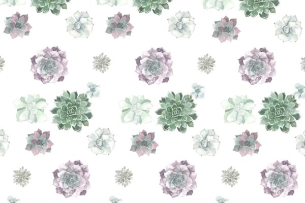 多肉花卉水彩插画 Watercolor succulent pattern