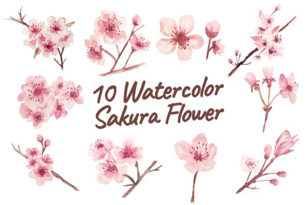 10款樱花水彩花卉元素插画素材 10 Watercolor Sakura Flower Illustration Graphics