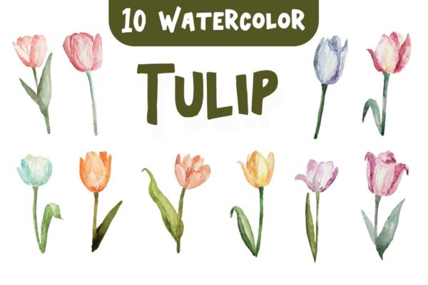 10种郁金香花水彩插画素材 10 Watercolor Tulip Flower Illustration Graphics