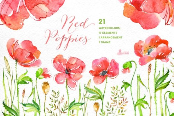 红色手绘水彩罂粟花卉元素 Red Poppies. Floral collection