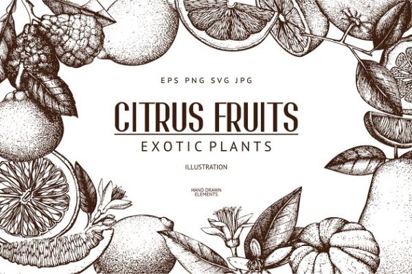 柑桔和植物矢量插画 Vector Citrus Fruits &amp; Plants Set