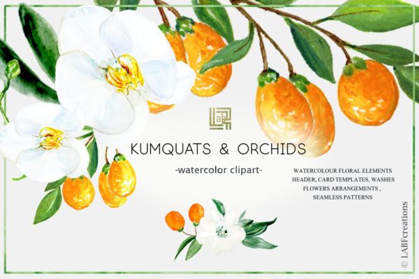 金橘和白色兰花手绘水彩画素材 Kumquat &amp; white orchids. Watercolors