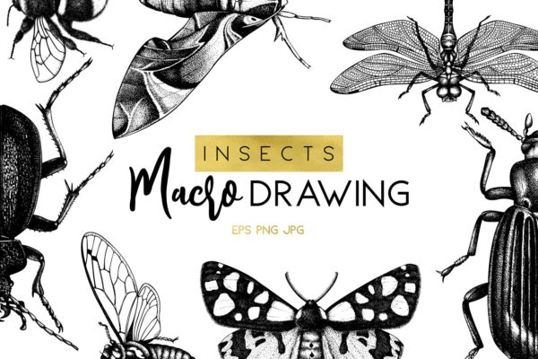 昆虫矢量插图集 Vector Insects Illustrations Set
