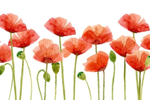 15款邪恶之花罂粟花水彩画 Watercolor Flowers, Poppies
