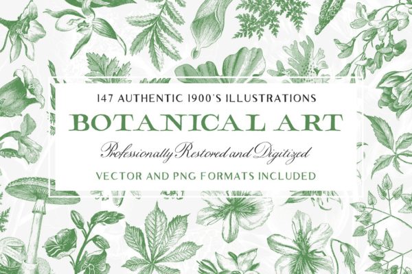 147种古董书籍植物插画素材合集 147 Botanical Illustrations Pack
