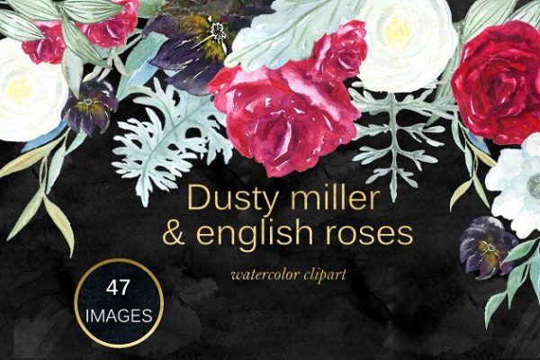 英国玫瑰花水彩剪贴画 Dusty miller &amp; english roses clipart
