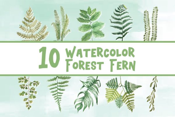 10款绿色蕨类植物水彩插画合集 10 Watercolor Forest Fern Illustration Graphics