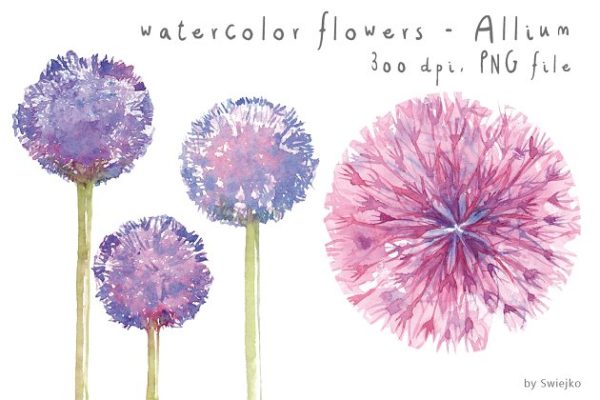 水彩蒲公英剪贴画 Watercolor Flowers, Floral