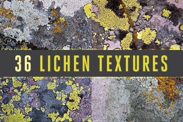 36款地衣苔藓实景纹理 36 Lichen Textures