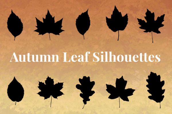 秋天落叶矢量图形 Autumn Leaf Silhouettes + Bonus