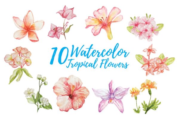 10款绽放的热带花卉水彩插画套装 10 Watercolor Tropical Flower Illustration