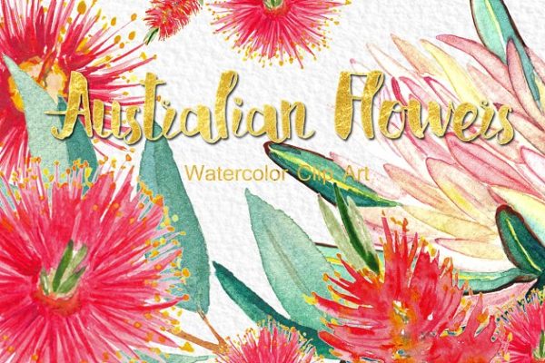 澳大利亚水彩花卉插画 Australian flowers watercolors