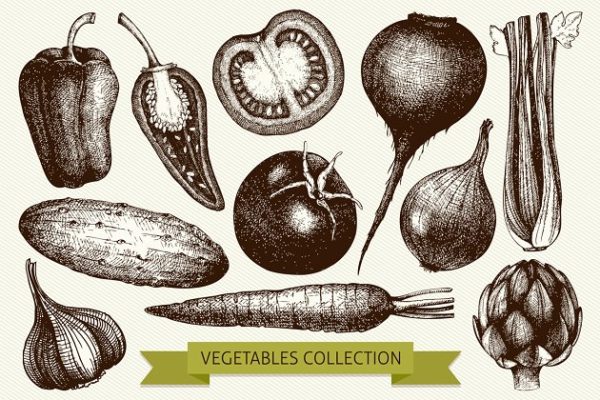 复古风格蔬菜插画素材 Vintage Vegetables Collection