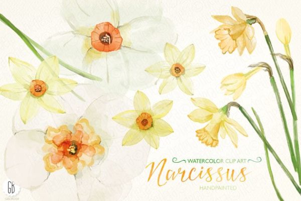 黄水仙水彩剪贴画 Watercolor narcissus, daffodils