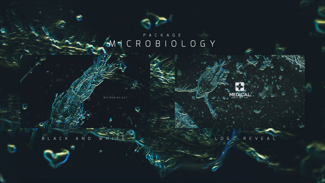 4个项目的微生物学包装普贤居精选AE模板