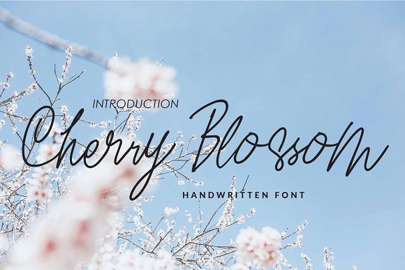 Cherry Blossom插图