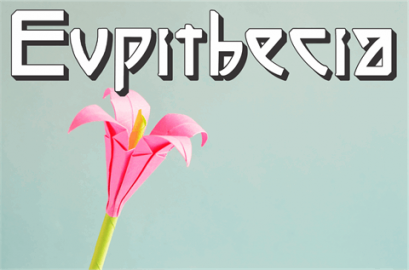 Eupithecia font16素材网精选英文