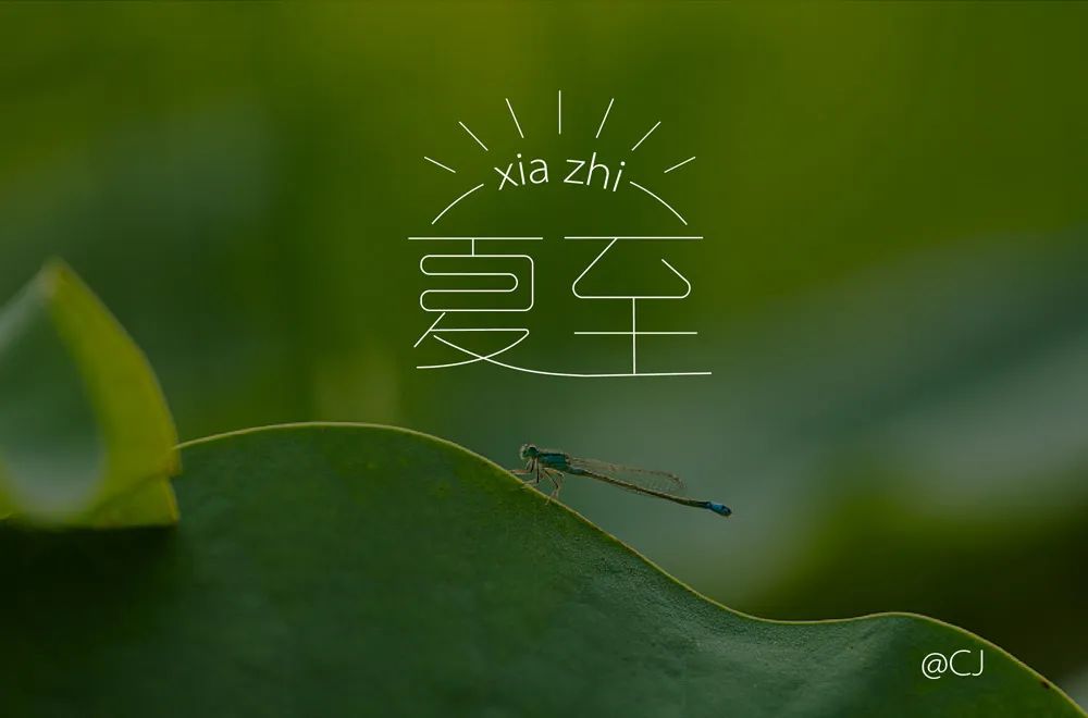 阳光夏日！70款夏至字体设计