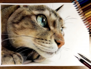 Yuki Kudo逼真的超写实猫咪绘画作品16设计网精选