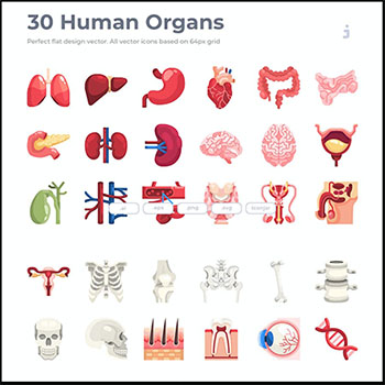 30个人体器官扁平化图标AI/EPS/SVG/PNG格式