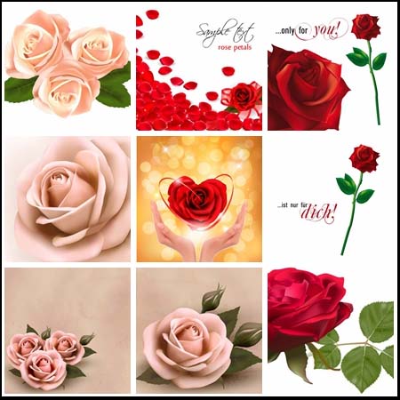 10款玫瑰花插图及背景素材