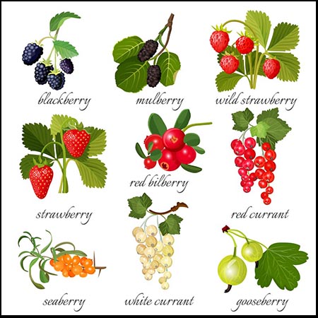 27款水果蔬菜黑莓 草莓 桑椹 萝卜 木瓜等普贤居矢量素材精选