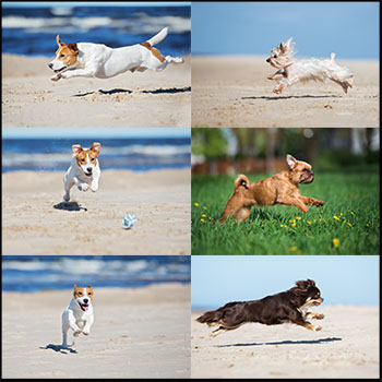 9款可爱的奔跑中的小狗JPG高清图片