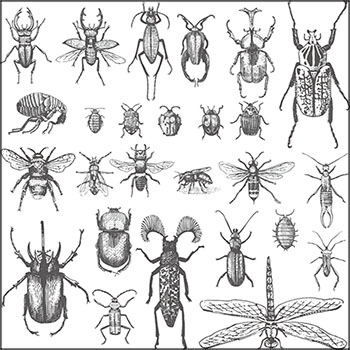 4套昆虫甲壳虫蜻蜓蜜蜂等老式手绘16图库矢量素材精选