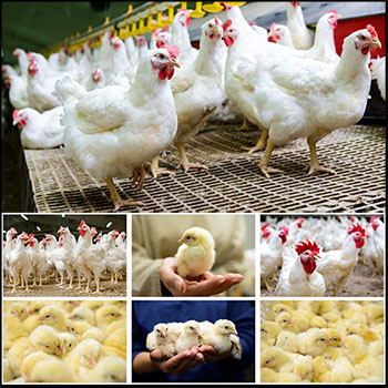 15P小鸡和农场的白鸡鸡群JPG高清图片
