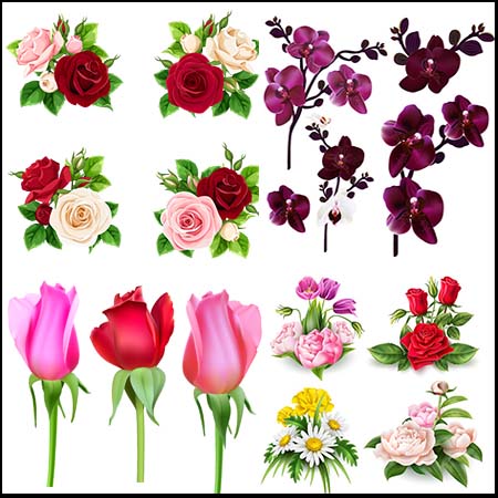4套盛开的玫瑰花花朵花卉易图库矢量插图精选