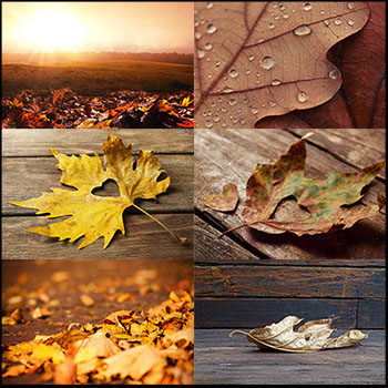 秋天枯黄的树叶JPG高清图片