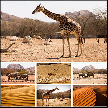 动物园里的野生动物和沙漠景色JPG高清图片