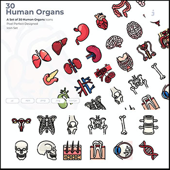 30个人体器官图标AI/EPS/SVG/PNG免抠图格式