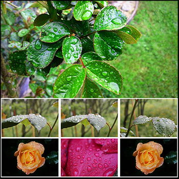31款占满雨水和露水的花朵和叶子JPG高清图片