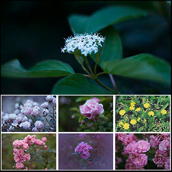 16P春季盛开的花卉JPG高清图片
