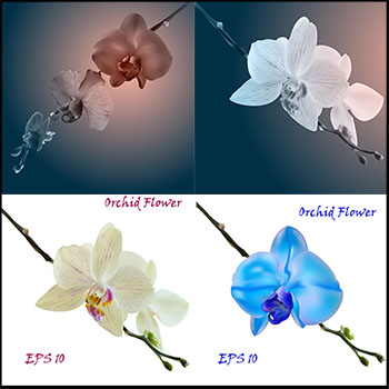 漂亮的兰花素材中国矢量插图精选
