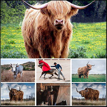 20P牦牛和公牛斗牛JPG高清图片