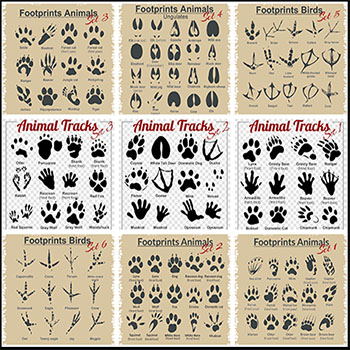 11套可爱动物脚印16图库矢量图标精选素材