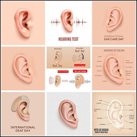 11款耳朵障碍耳朵解剖结构介绍插图普贤居矢量素材精选