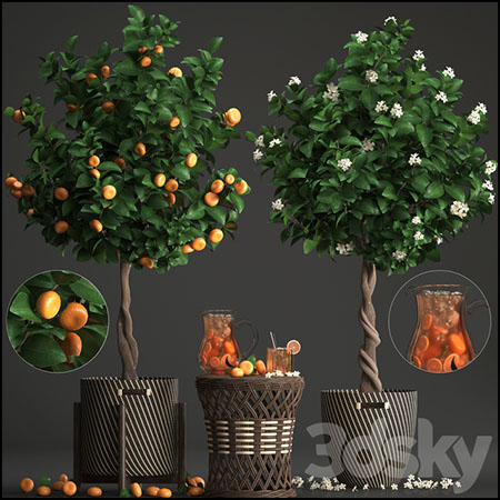 柑橘树桔子树和藤编桌花卉盆栽植物