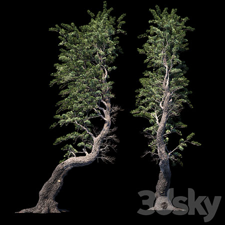 阿勒颇松树3D模型素材天下精选