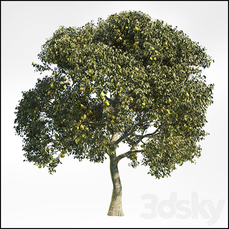 果树梨树3D模型16图库网精选