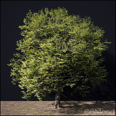 春季和秋季的大树3D模型素材天下精选
