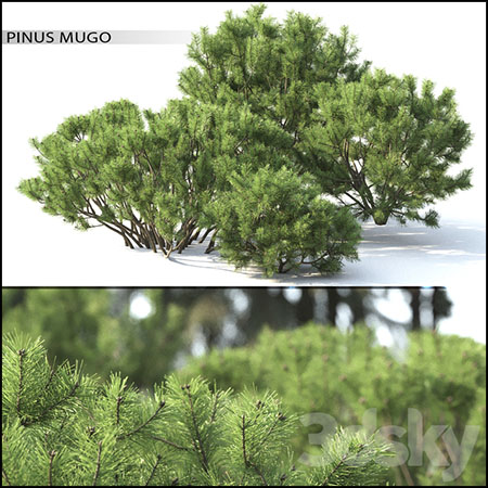 松树3D模型素材天下精选